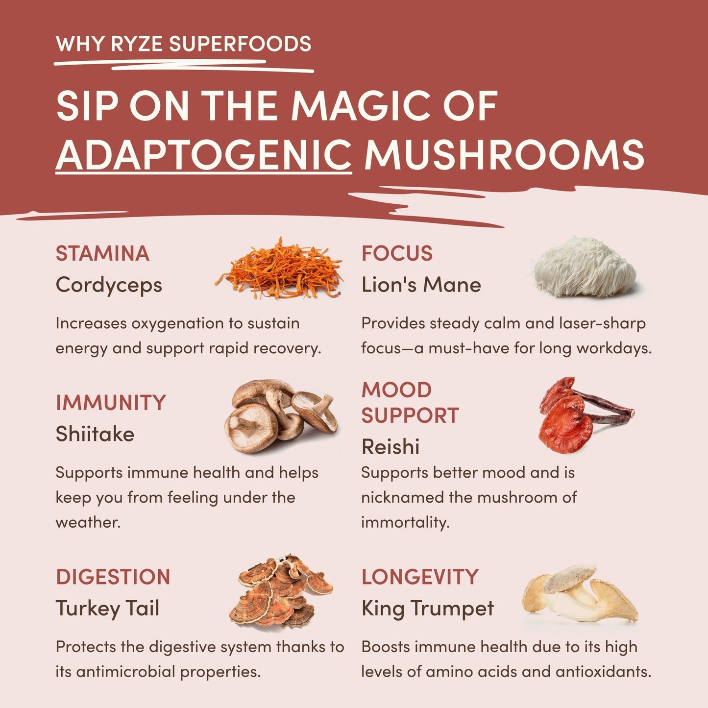 Mushroom Chicory (1 Pack - 30 Servings) - 45YA