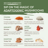Mushroom Matcha (1 Pack - 30 Servings) - GPOI